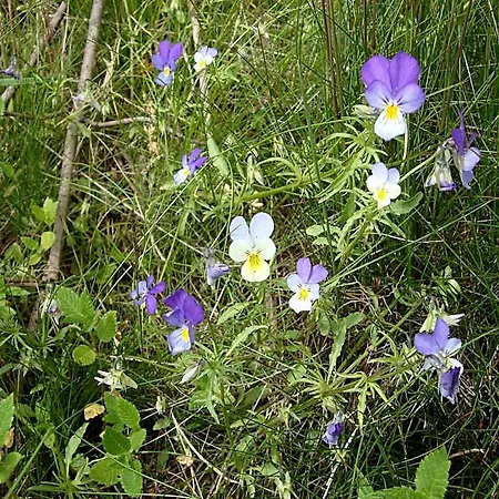 Hillside Near Winterberg Ξενοδοχείο Hallenberg