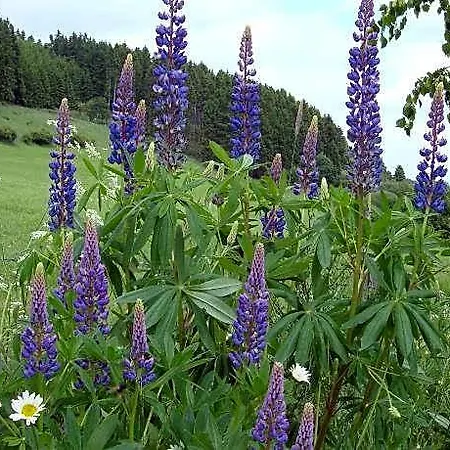 Ξενοδοχείο Hillside Near Winterberg