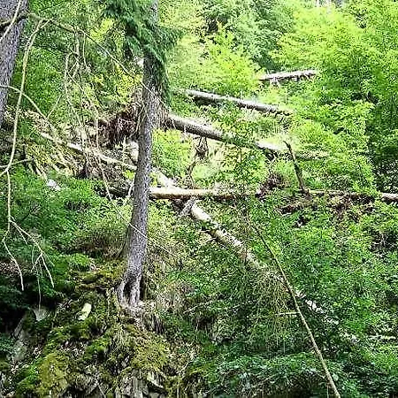 Hillside Near Winterberg